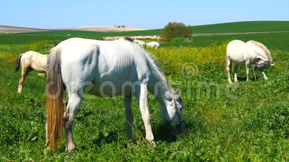 白马在田里吃草4K视频的预览图