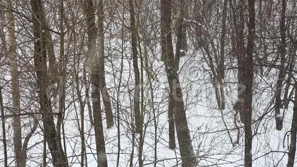 冬天的树林里下雪视频的预览图