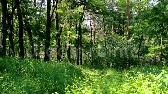 夏天绿林混交视频的预览图