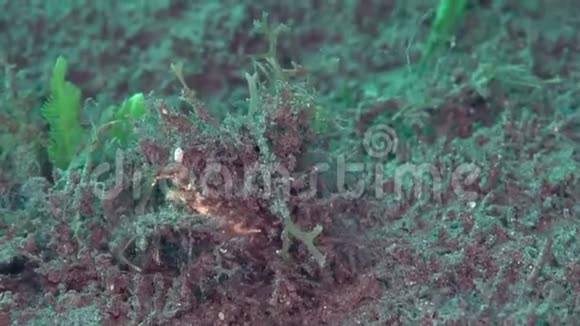 雷杜萨装饰螃蟹坎波西亚雷杜萨专业伪装螃蟹它通常只能识别当它移动视频的预览图