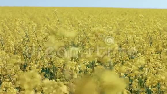 油菜花在蓝天上的作物视频的预览图