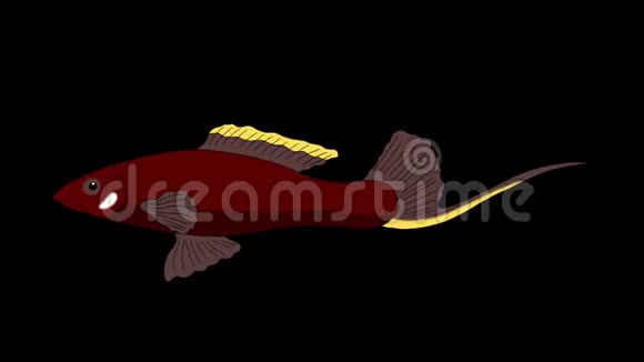 大棕色水族馆鱼阿尔法冰铜环视频的预览图