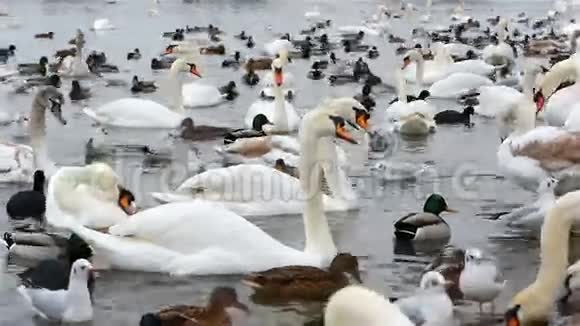 冬天的天鹅和海鸥视频的预览图