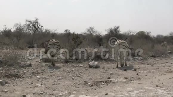 斑马在干燥的非洲大草原上行走视频的预览图