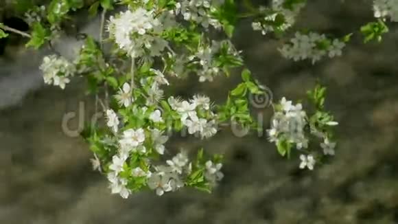 春暖花开树季快河视频的预览图