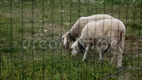 紧拢羊头咀嚼羊在草地田野农业视频的预览图