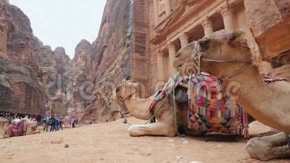贝都因骆驼在库里附近休息视频的预览图