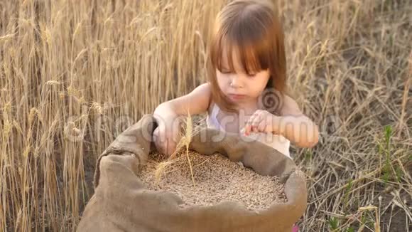 小男孩在麦田里的麻袋里玩谷物手里拿着小麦的孩子婴儿把粮食放在手掌上视频的预览图