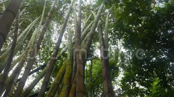 热带竹林视频的预览图