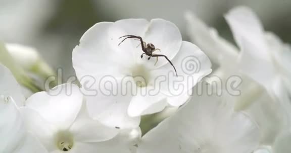 一只黑螃蟹蜘蛛在花上视频的预览图