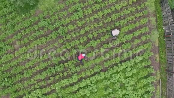 一个男人和一个女人正在农场的土豆田里工作视频的预览图
