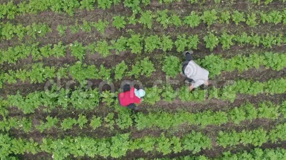 一个男人和一个女人正在农场的土豆田里工作视频的预览图