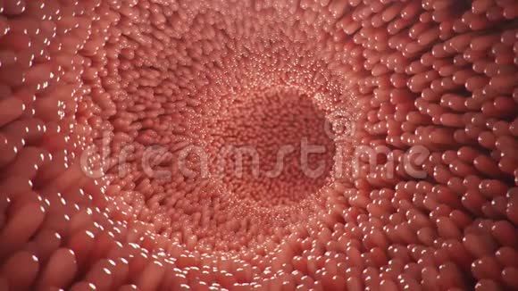 肠道绒毛秘密的衬里用于食物消化吸收的显微绒毛和毛细血管人类视频的预览图