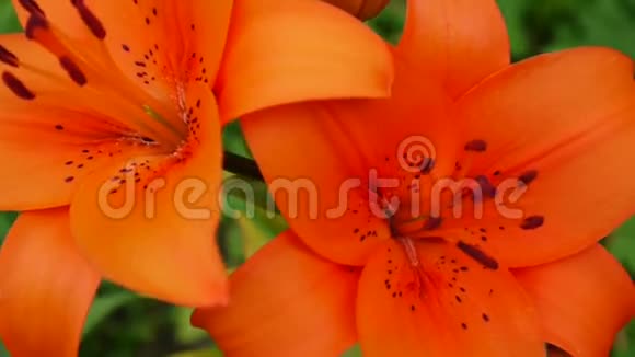 橙色植物百合球茎细节特写高清镜头草本虎百合花视频视频的预览图