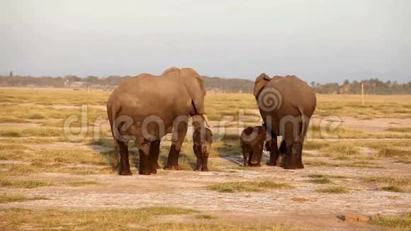 大象在肯尼亚的安博塞利公园散步视频的预览图
