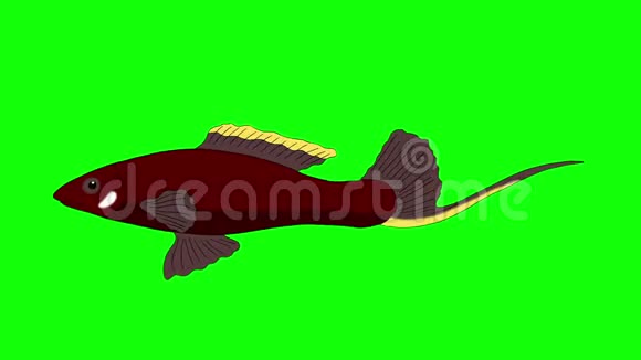 大棕色水族馆鱼色键环视频的预览图