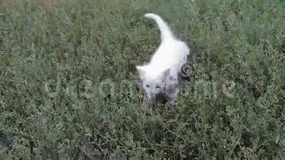 可爱的白色小猫在草坪上视频的预览图