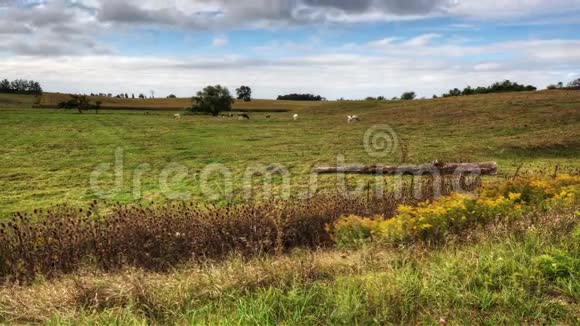 4K超高清一种有奶牛的草地的乡村延时视图视频的预览图