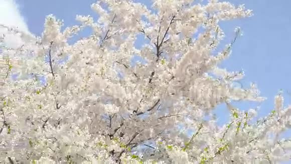樱花树特写大观慢景阳光视频的预览图