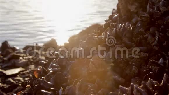 海岸岩石上的布鲁塞尔小组视频的预览图