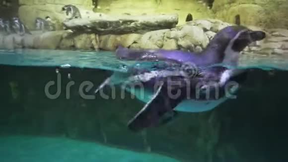 带绷带的企鹅在一个人工露天笼子里里面有游泳池的股票录像视频的预览图