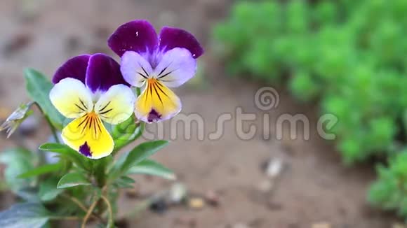 紫色黄花在田野花园森林在大自然的背景下视频的预览图