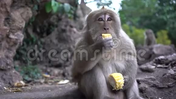 户外猴子特写的肖像视频的预览图