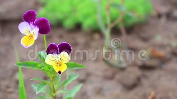 紫色黄花在田野花园森林在大自然的背景下视频的预览图