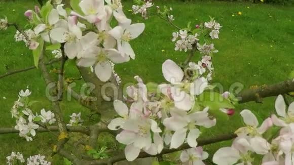 花苹果树与蜜蜂视频的预览图