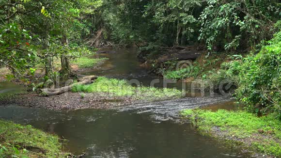 高崖国家公园丛林中的小河视频的预览图