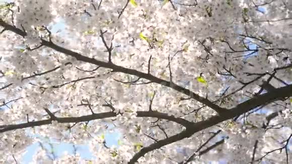 樱花树特写大观慢景阳光视频的预览图
