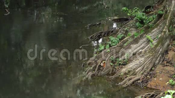 高崖国家公园丛林中的小河视频的预览图
