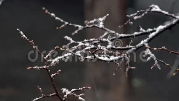 第一场雪窗外的景色沐浴着秋叶视频的预览图