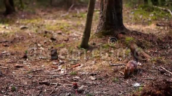 红松鼠在森林里吃视频的预览图
