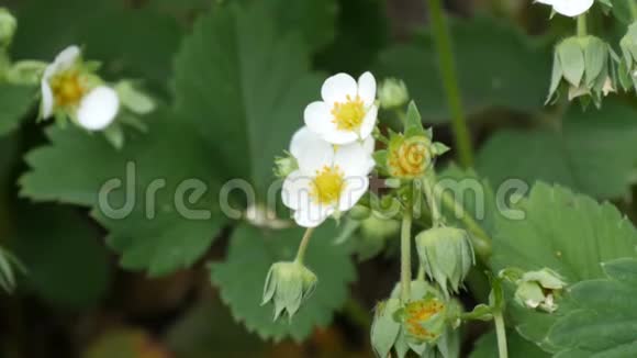 花园里第一朵白色的小草莓花布什盛开的草莓近景视频的预览图