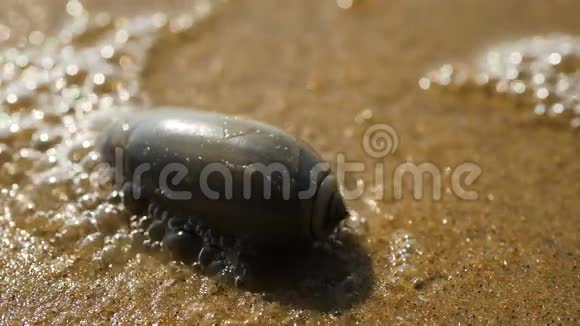 阿拉伯海海滩上的一只海蜗牛视频的预览图
