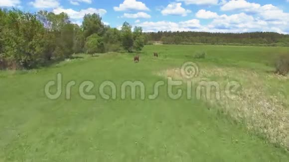 骑着牧马在绿色草地上飞行4K30fps视频的预览图