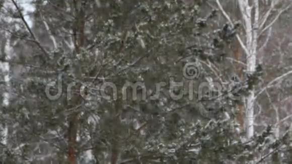在森林中下雪视频的预览图
