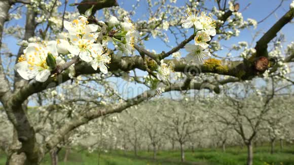 农业果园里美丽的盛开的李子果树LotetGaronne47视频的预览图
