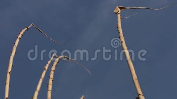树枝被风吹到户外视频的预览图