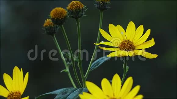 黄色的花在黑暗的背景上视频的预览图