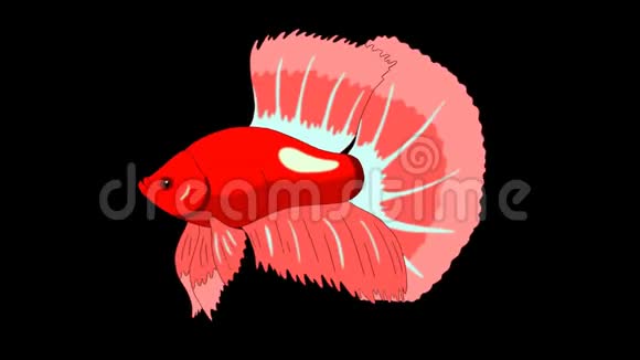 大红色水族馆球鱼阿尔法冰铜环视频的预览图