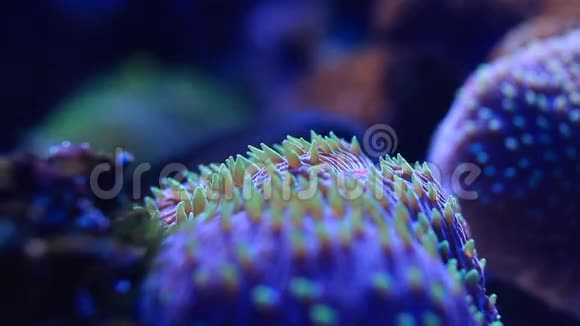 珊瑚礁马可特写高清视频的预览图