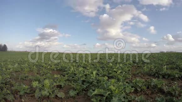 油菜菜籽田和云延时4K视频的预览图