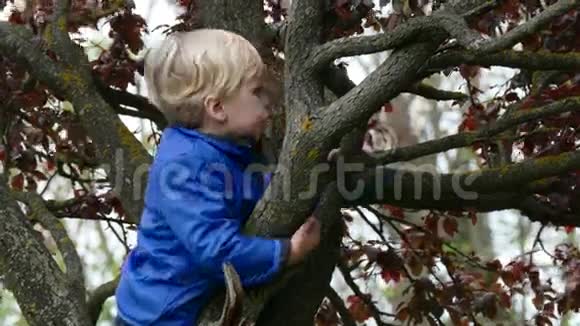 小男孩抱着一根树枝视频的预览图