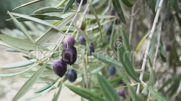 西班牙成熟橄榄与树叶的特写视频的预览图