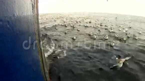 从船上排放鱼废料时海鸥的盛宴去调查视频的预览图