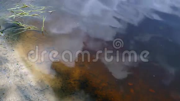 俄罗斯夏季湖中的泥炭视频的预览图