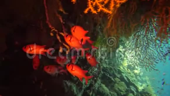 宝石仙女鲈鱼和许多其他种类的鱼在红海礁的珊瑚中游动视频的预览图