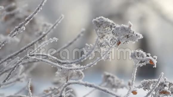 冬季景观美丽的树木覆盖着霜冻视频的预览图